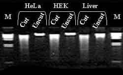  Mammalian Restriction Enzyme